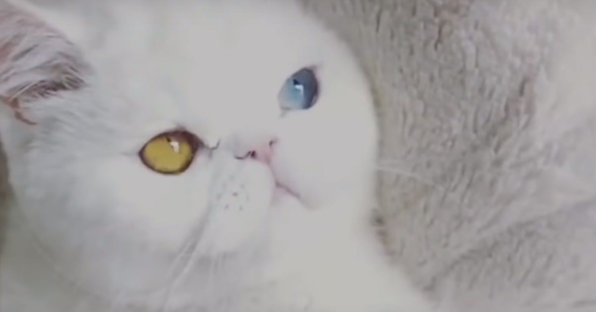 Gattino bianco con occhi diversi