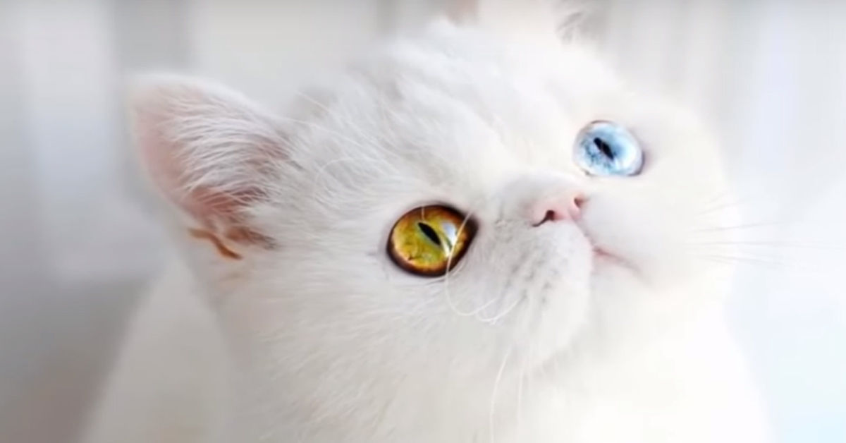 Gattino bianco con occhi diversi