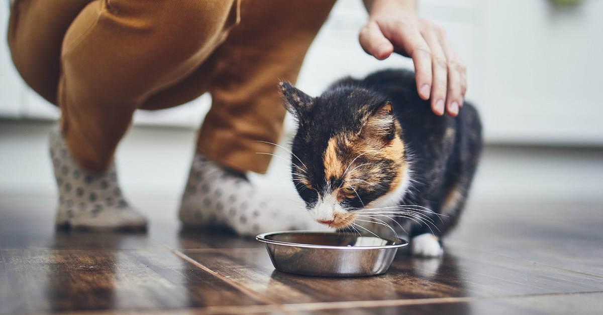 padrona guarda il gatto mangiare