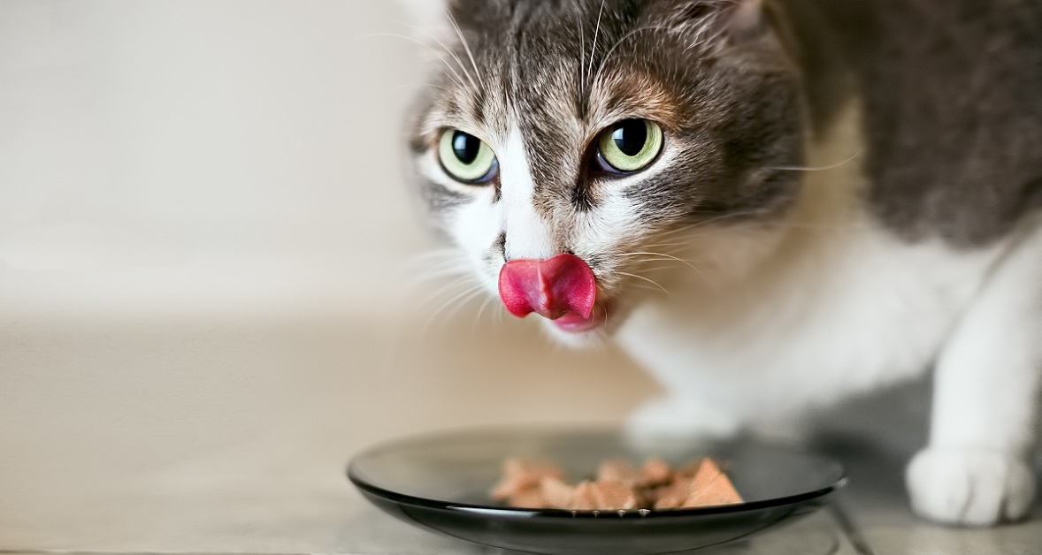 Pappe di pesce per il gatto: 4 ricette deliziose per il nostro Micio