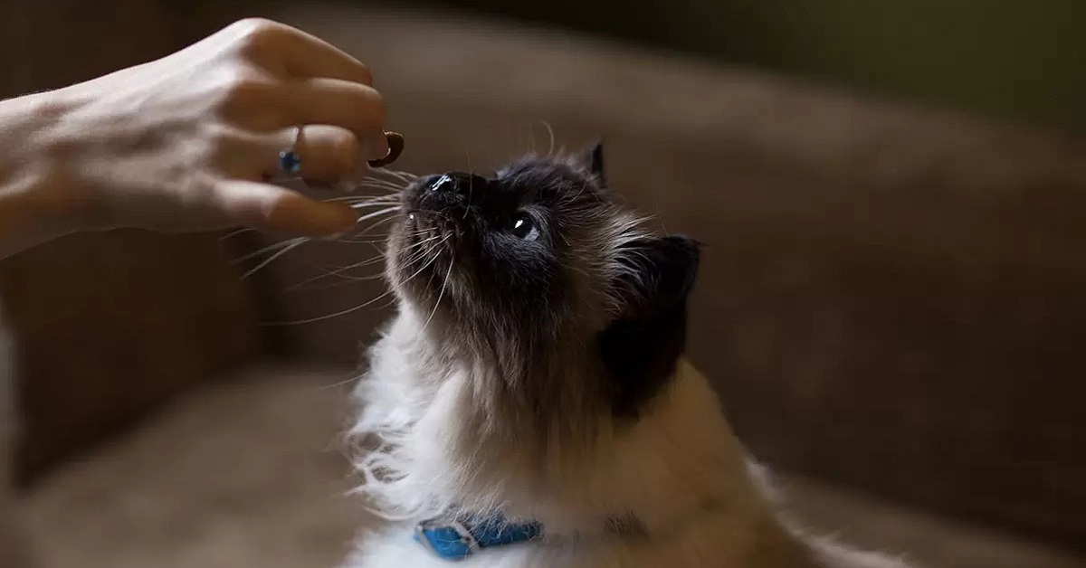 gatto e bocconcino 