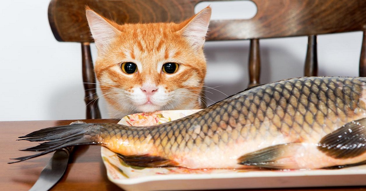 gatto e pesce ancora crudo