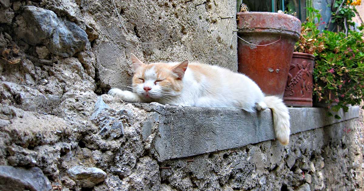 Perché i gatti quando stanno per morire si allontanano?