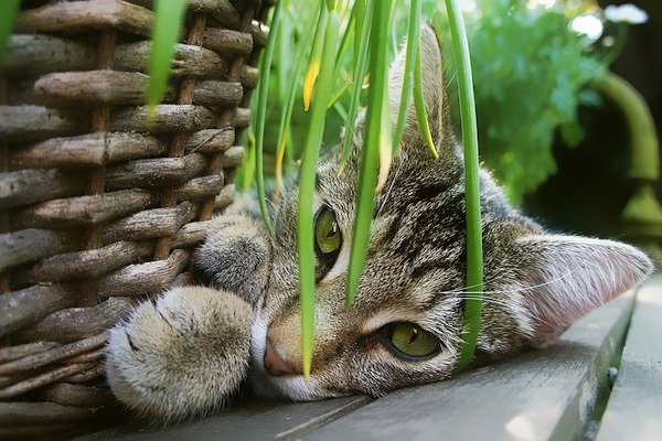 perché il gatto si isola quando sta per morire