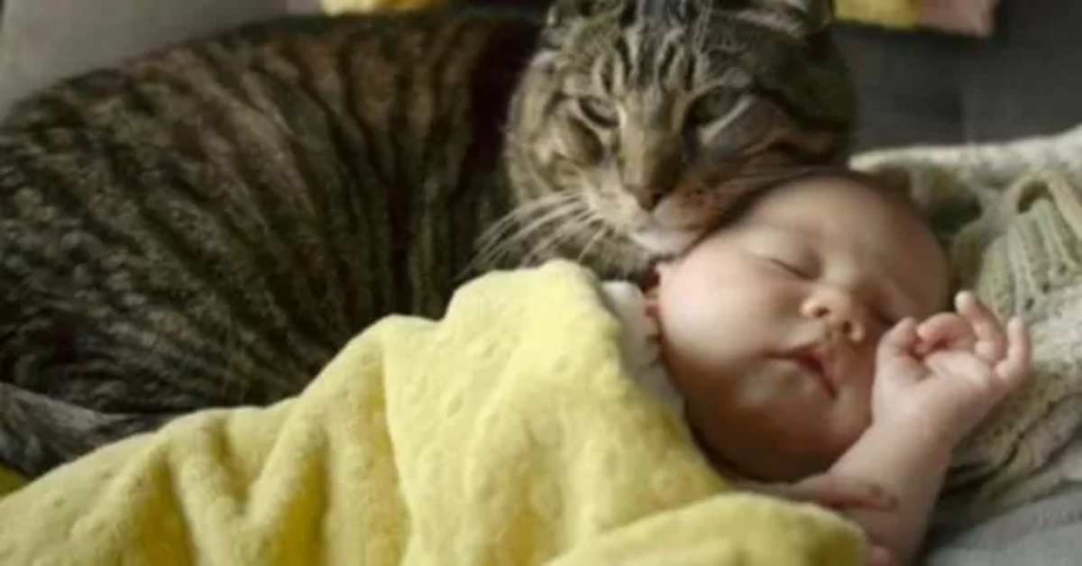 La adorabile reazione del gattino che vede la neonata per la prima volta (VIDEO)
