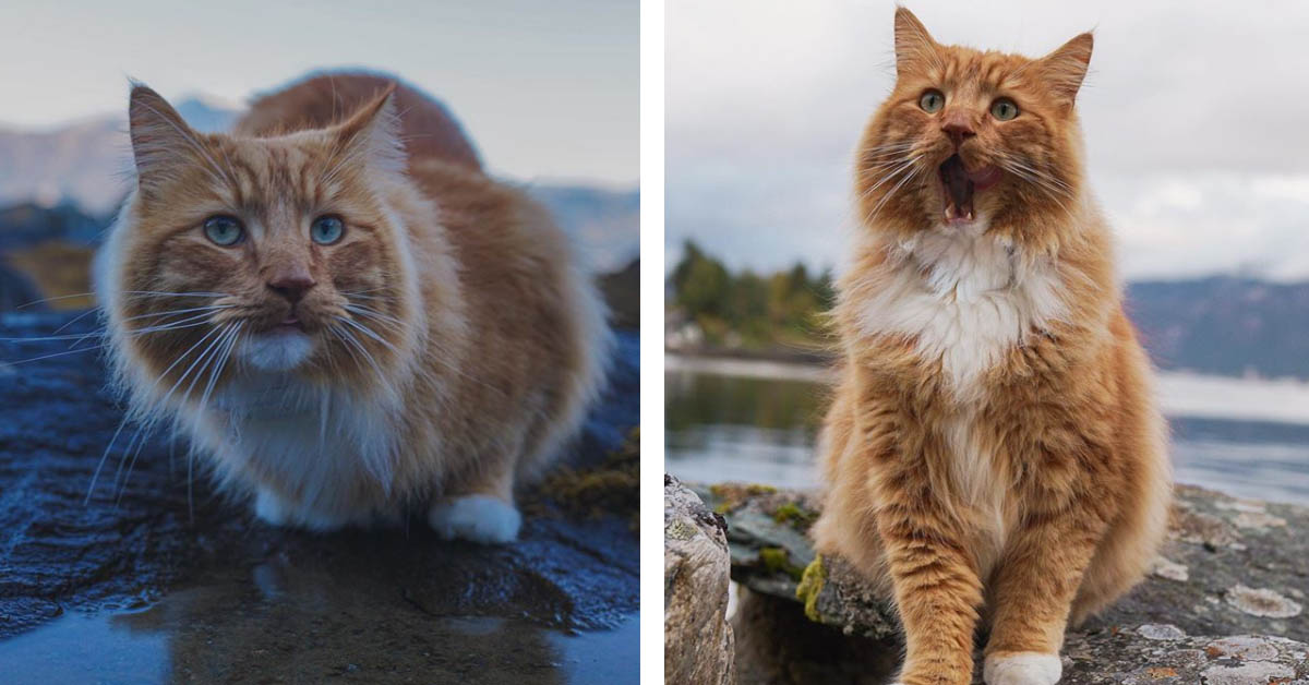 Primus, il gattino Norvegese la cui eleganza fa impazzire il web (video)