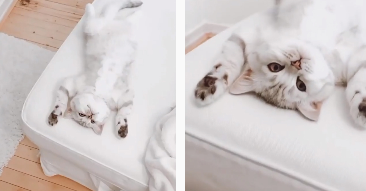 Questo gattino British Shorthair si riposa in una posizione assurda (video)