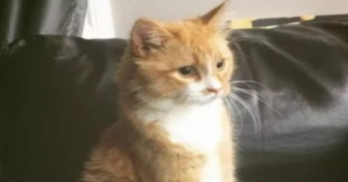 Rex, il gattino senza zampe anteriori che su internet è una vera e propria star (VIDEO)