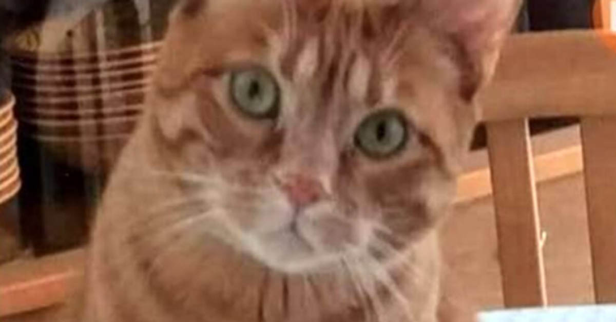 Rimini, gattino Scotch smarrito durante le vacanze e ritrovato dopo mesi