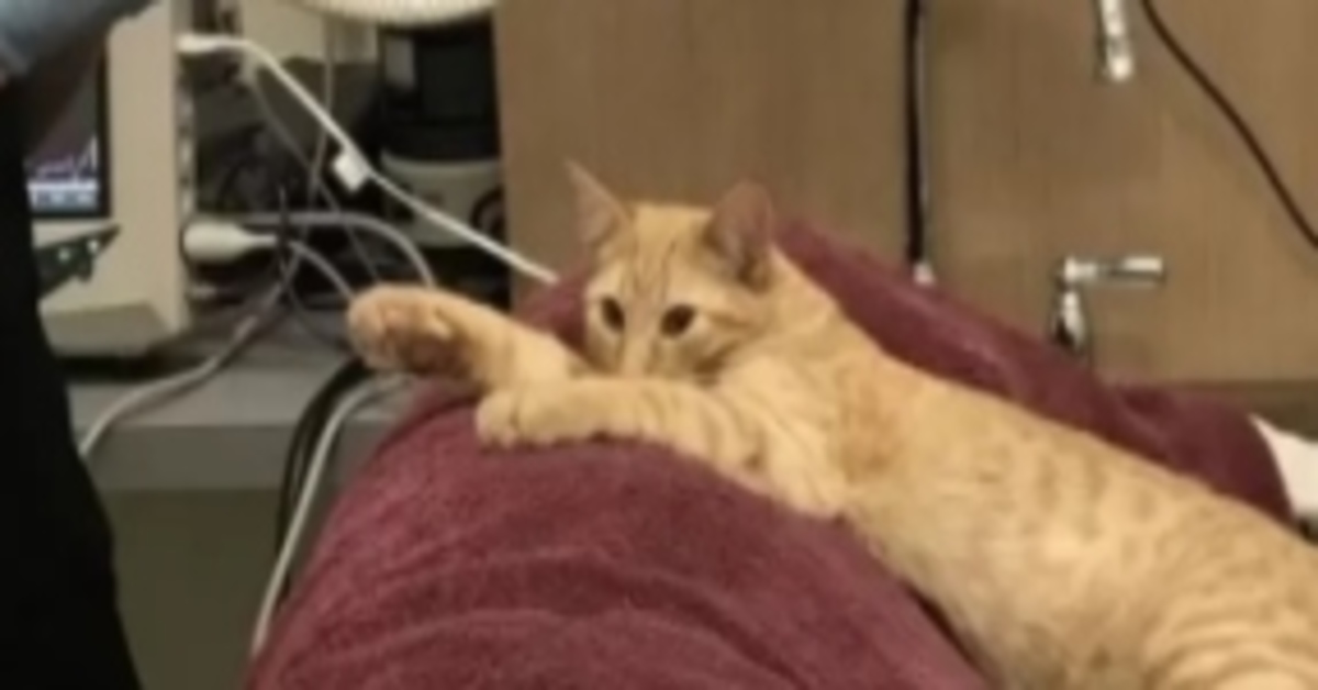 video gattino infermiere