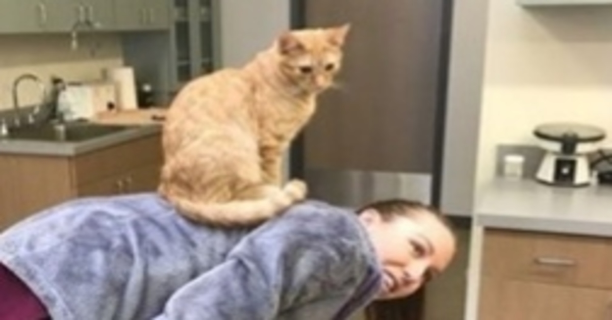 Ron il gattino infermiere che si prende cura di altri animali (VIDEO)