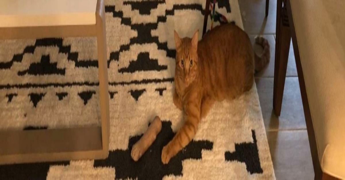 gattino illusione ottica