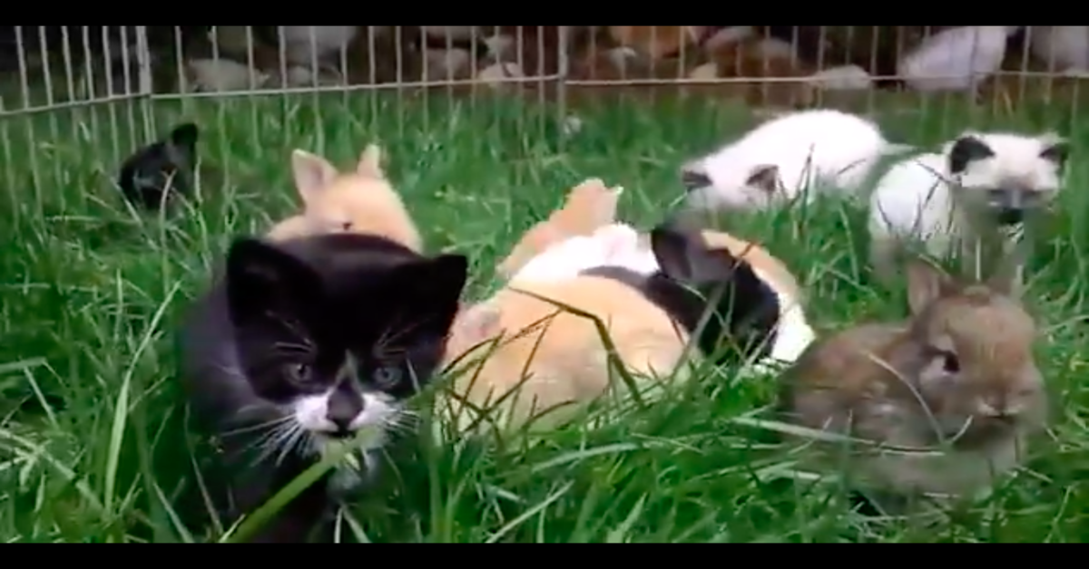 Gli adorabili gattini che giocano con i coniglietti (VIDEO)