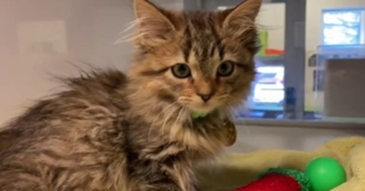 Serse, il gattino Soriano che torna a camminare (VIDEO)