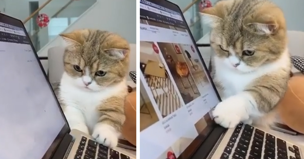 Simba, il gattino Munchkin che consiglia la sua proprietaria per gli acquisti online (video)