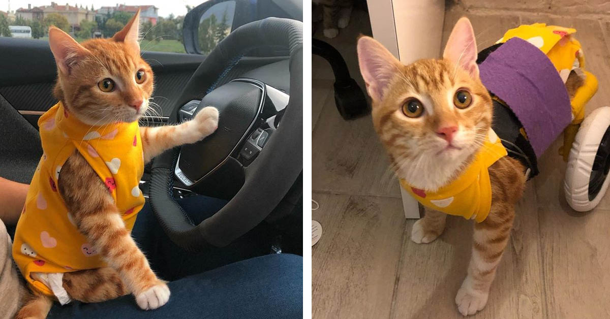 Simba, il gattino paralizzato che dopo il dolore ha conosciuto l’amore (video)