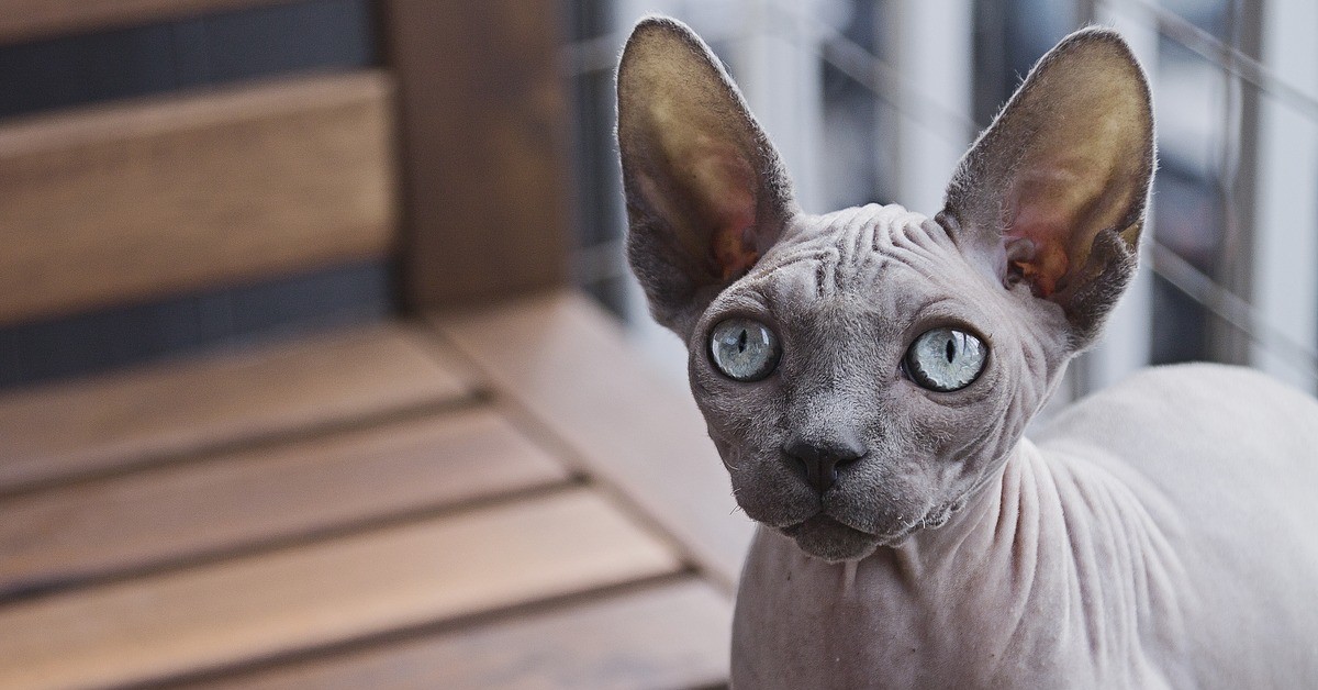 Claude, il gattino Sphynx affetto da nanismo (VIDEO)