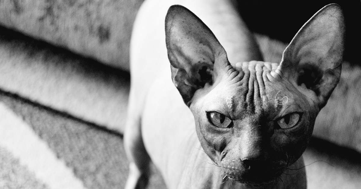 Sphynx