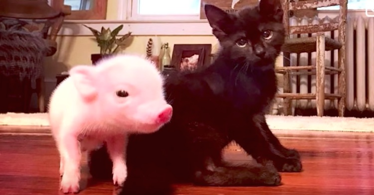 maiale e gatto nero