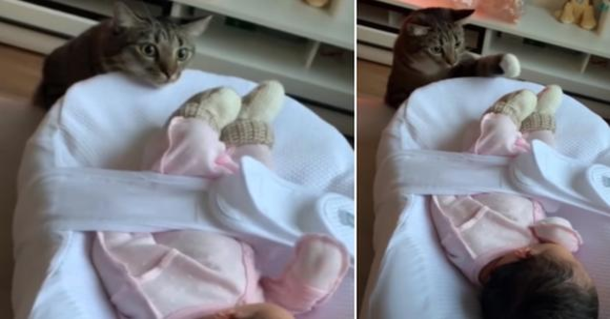 gattino con neonato nella culla