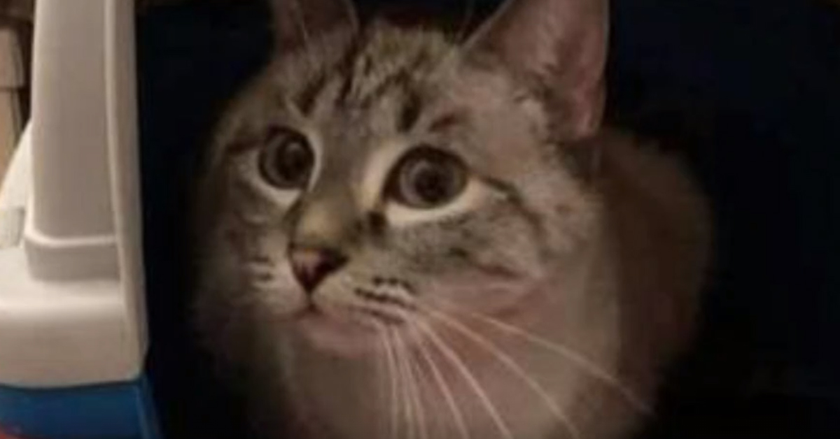 Trovano una gattina abbandonata in una cassa: adesso Nina vuole essere felice