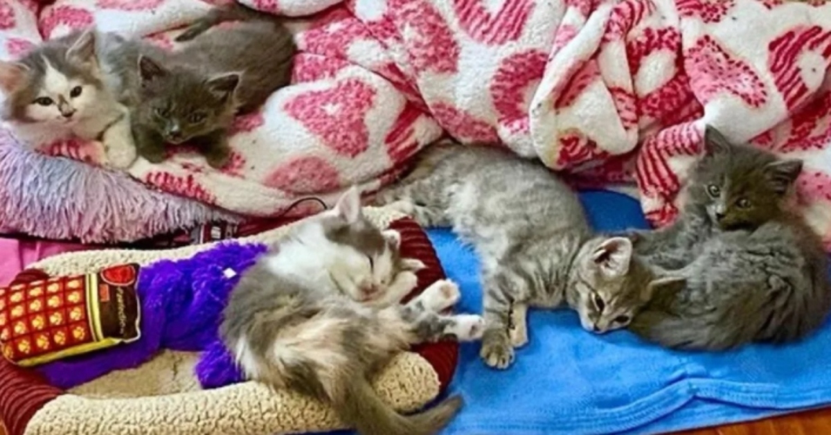 cinque gattini trovati e salvati