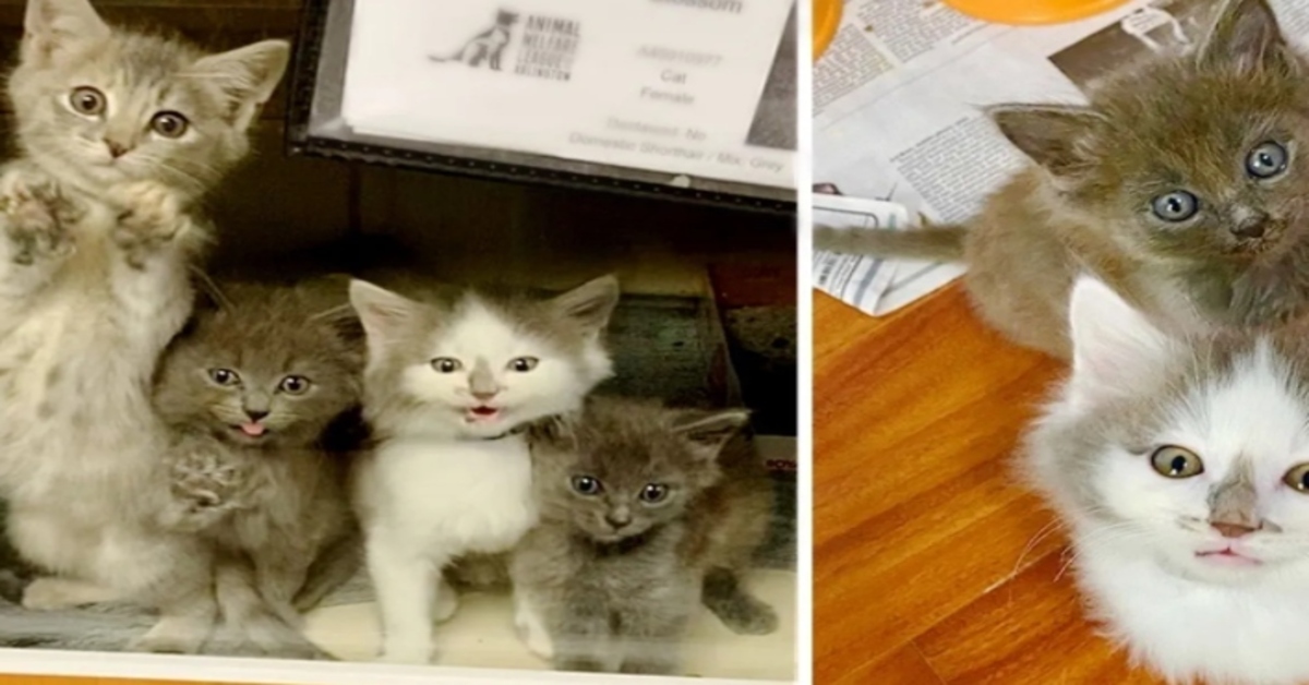 Trovati cinque gattini che desideravano una seconda possibilità dalla vita (VIDEO)