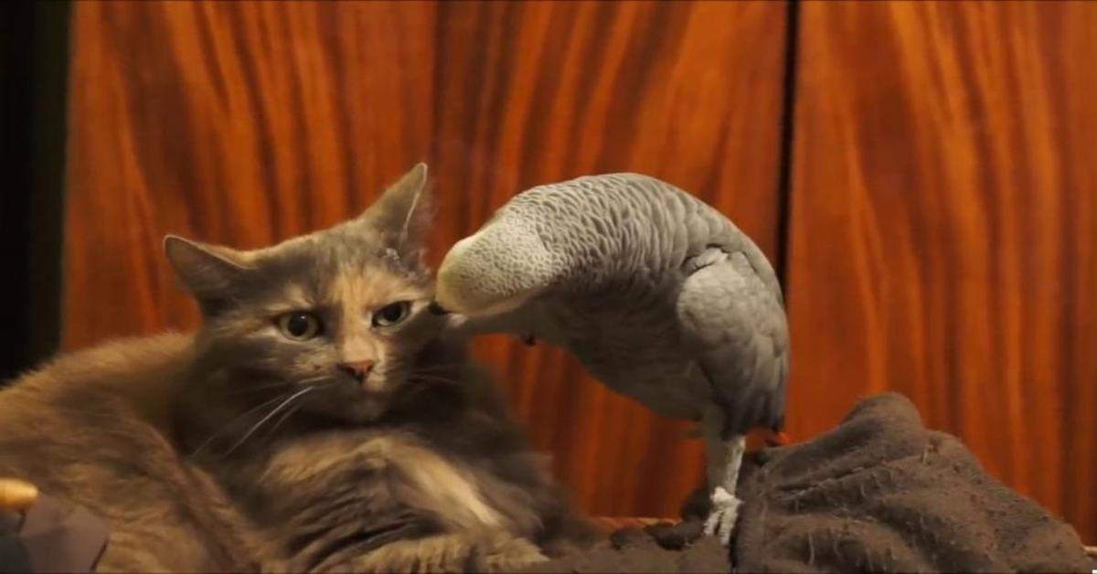 gatto tollerante con pappagallo