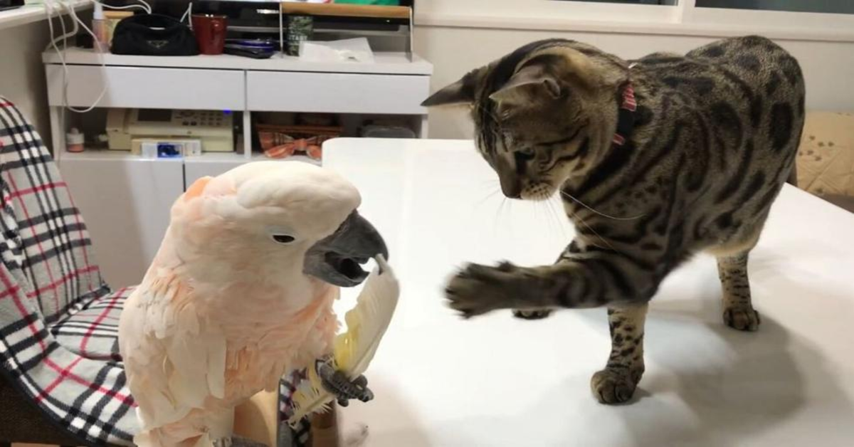 Il gattino Bengala gioca con un pappagallo (VIDEO)