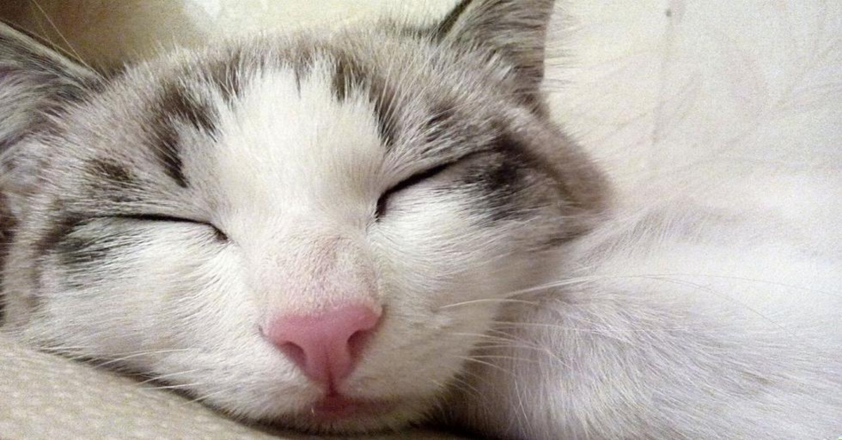 Un’adorabile gattina sogna di mangiare qualcosa di delizioso e intenerisce il web (VIDEO)