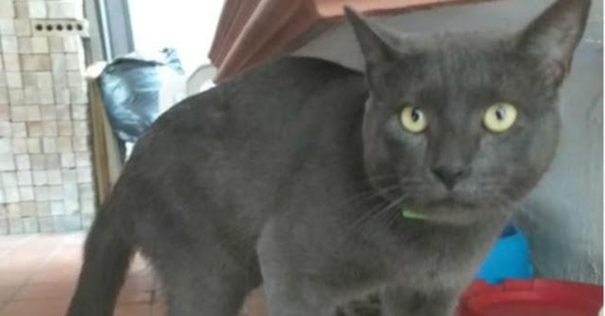 Pixi, il gattino “infedele” con una doppia vita (VIDEO)