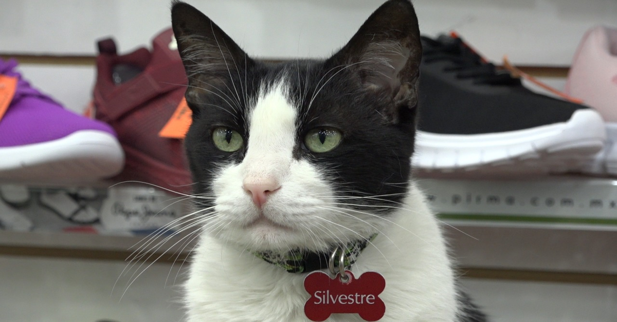 Silvestro, il gattino che lavora in un negozio di scarpe in Messico (VIDEO)