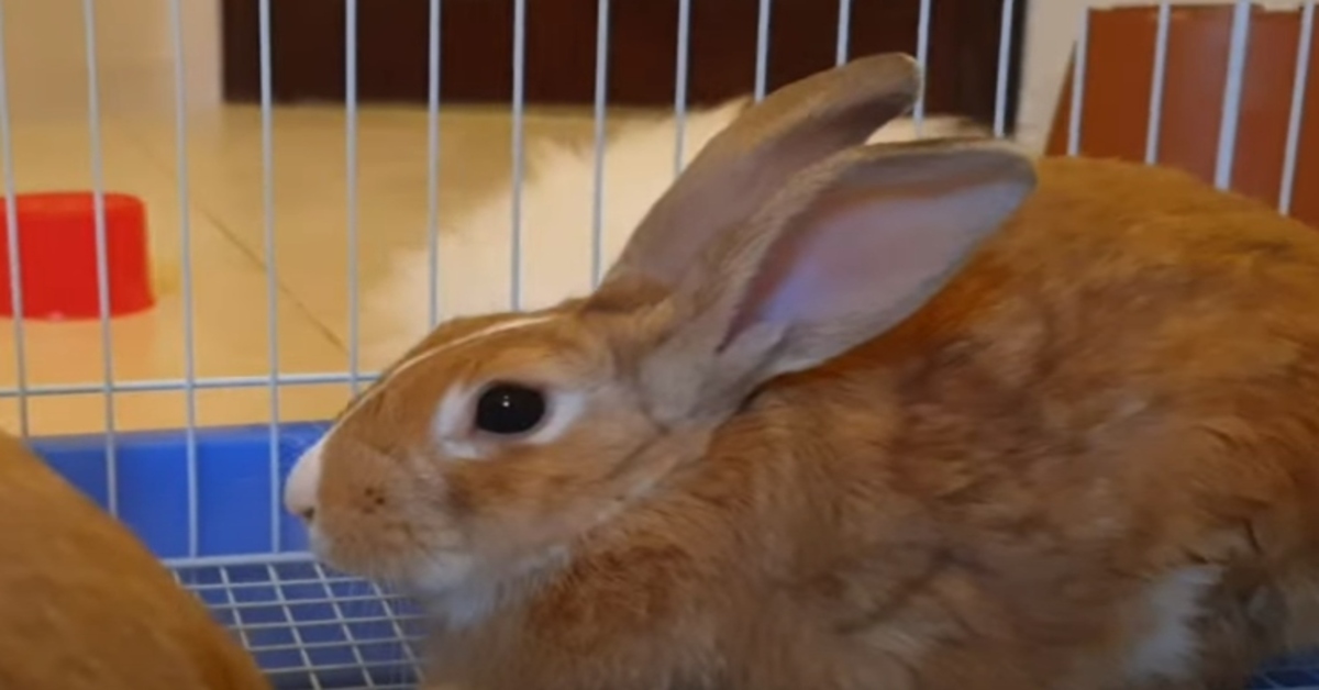 gattina Persiano gioca con un coniglietto