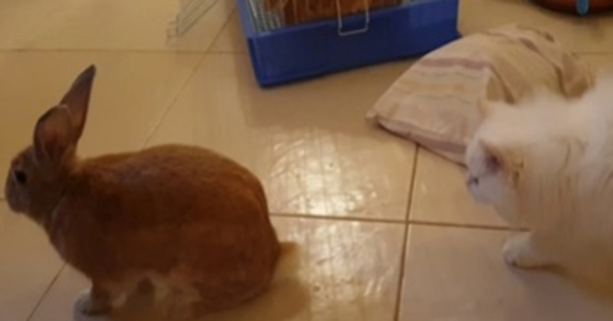 Willie, la gattina Persiano che ha scambiato un coniglietto per la sua mamma (VIDEO)