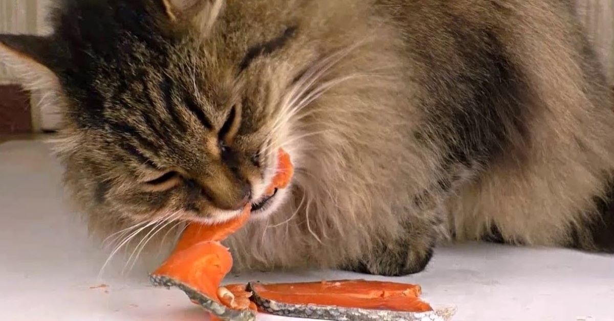 gatto mangia salmone