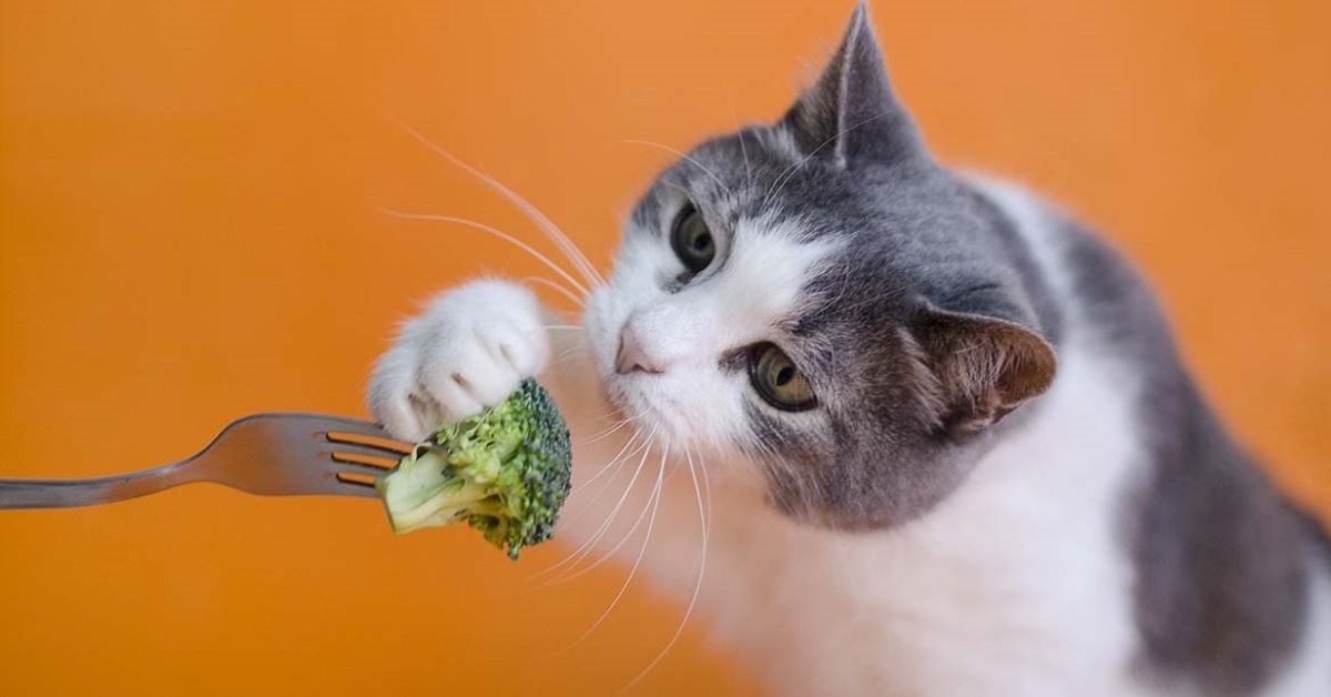 gatto mangia broccolo