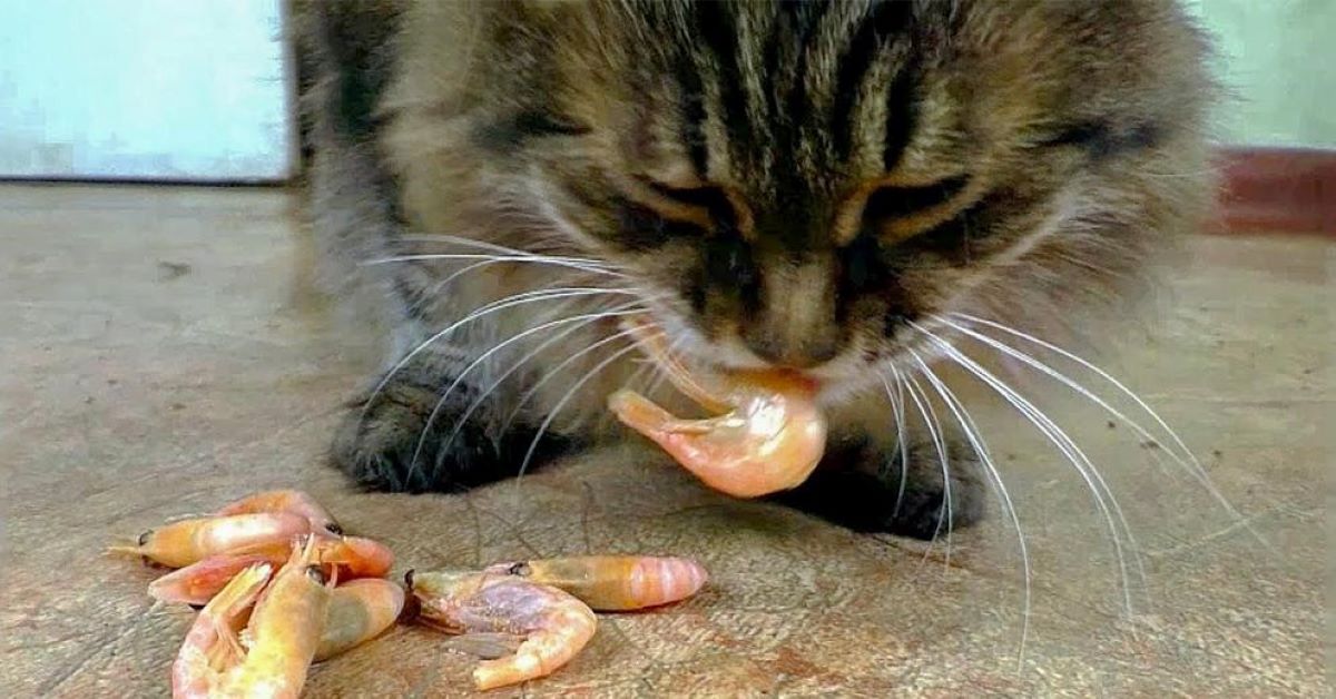 gatto mangia gamberi