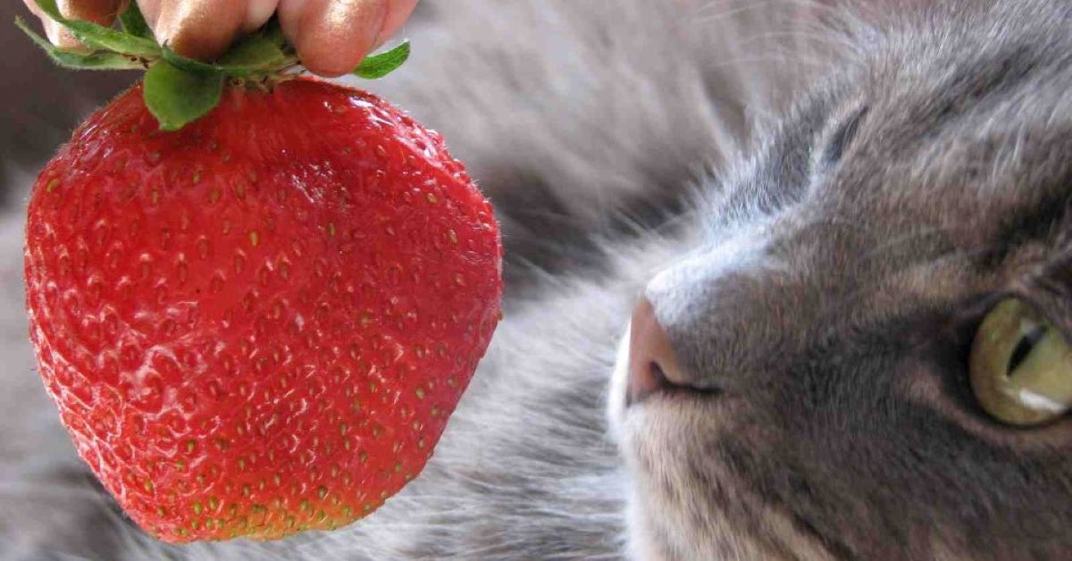 gatto mangia le fragole