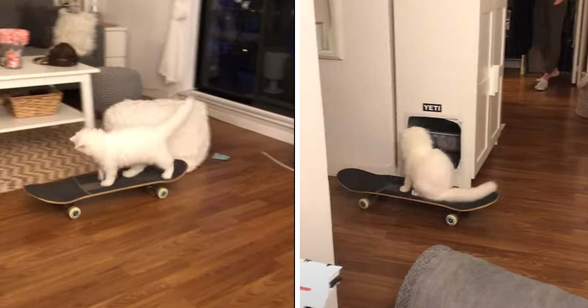 Yeti, il gattino Himalayano che adora girare per casa a bordo del suo skateboard (video)