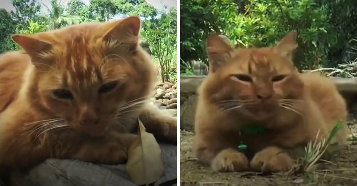 La gattina Nana, che visita ogni giorno la tomba del padrone morto (VIDEO)