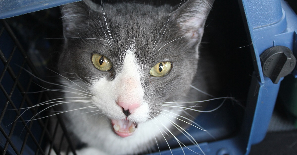 gatto nel trasportino aperto