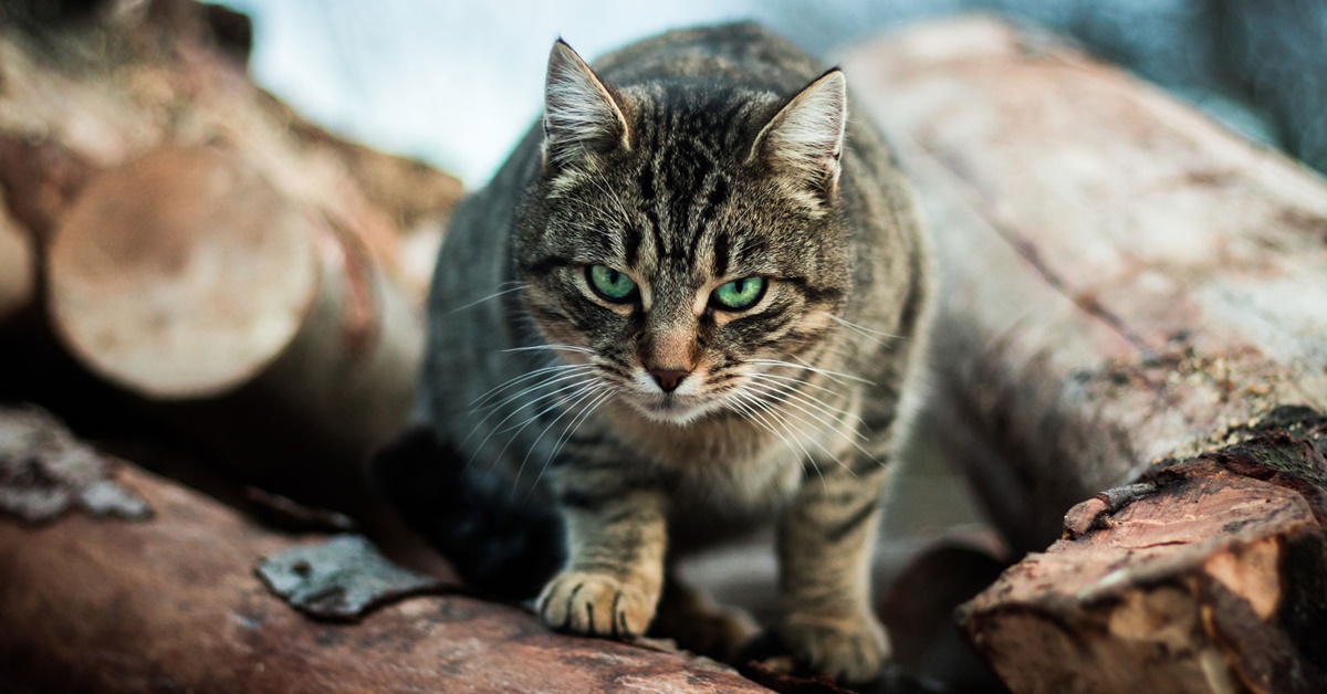 Gatto selvatico, come addomesticarlo e farlo diventare un Micio di casa