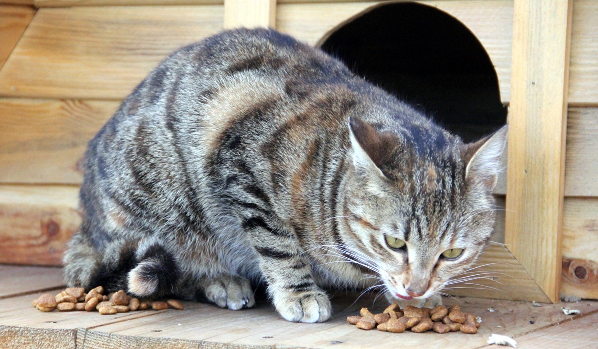 croccantini per gatti