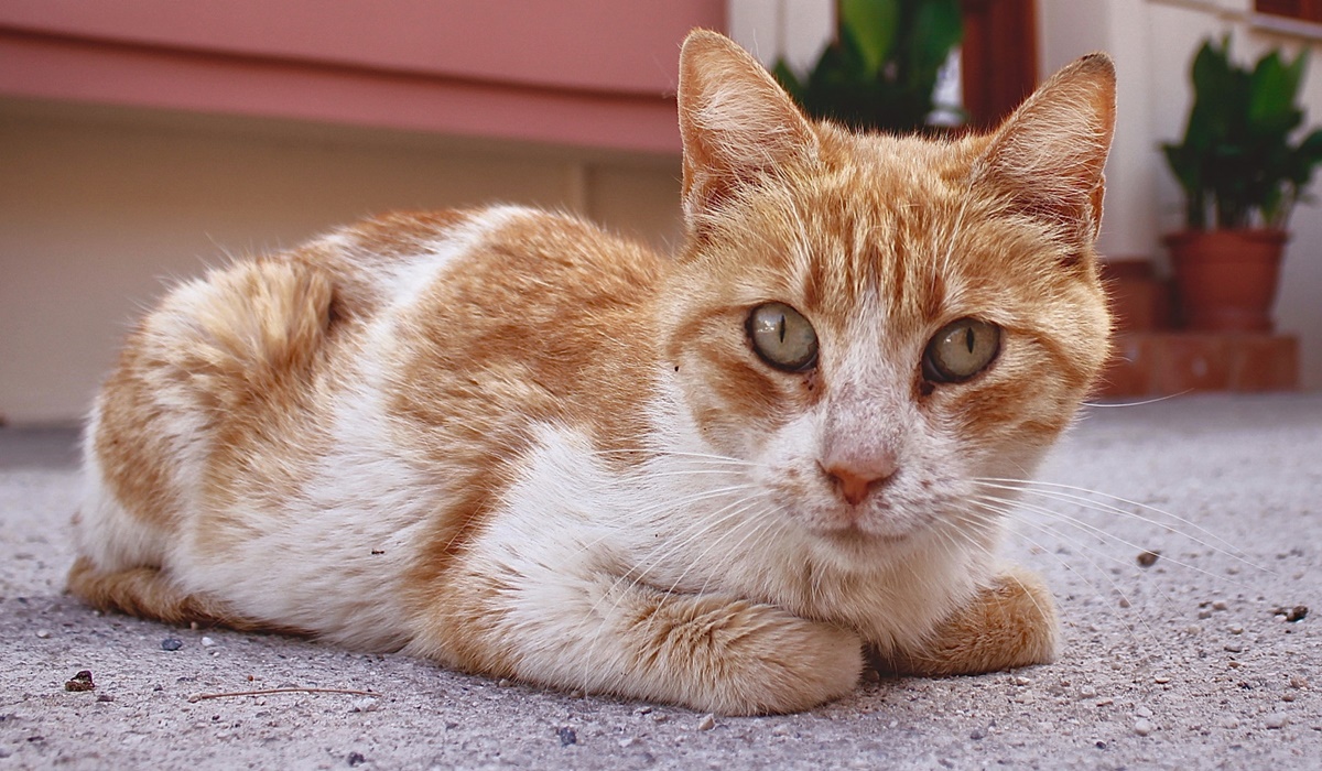 gatto bianco e arancione