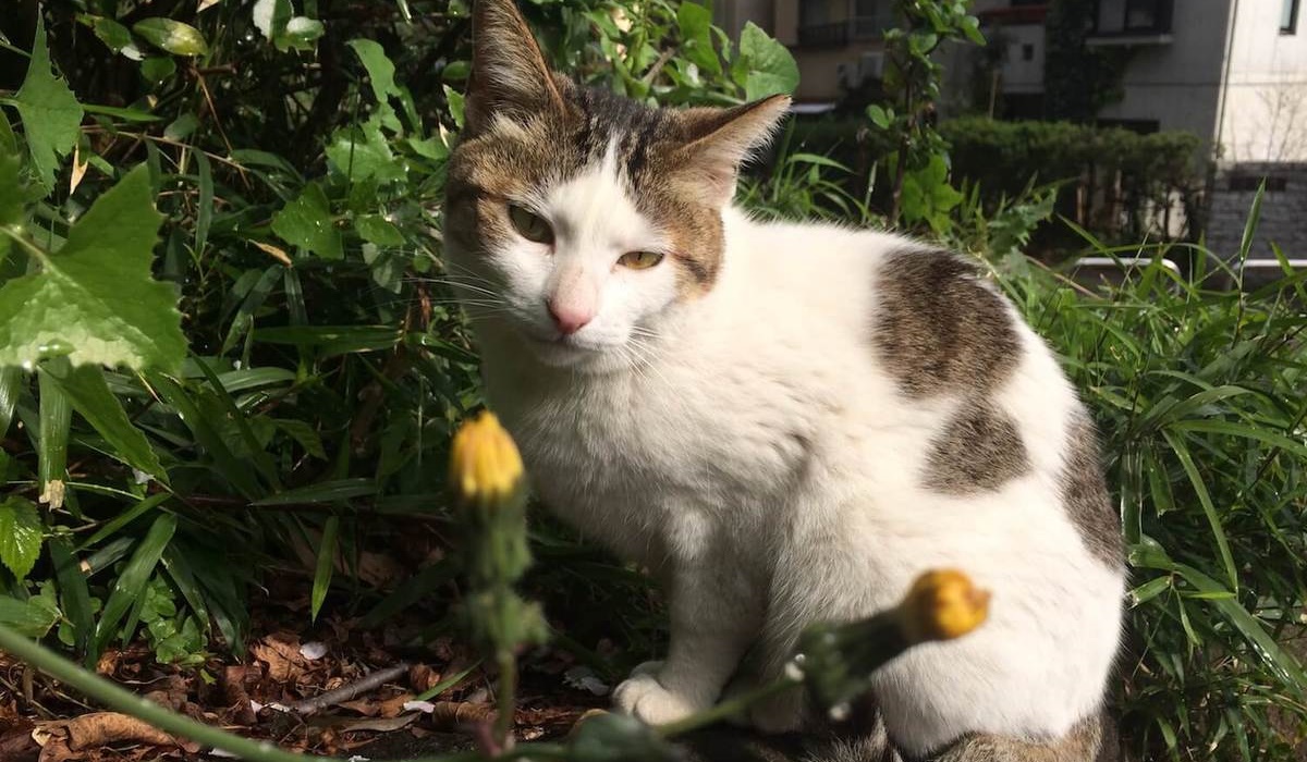 gatto bianco con le macchie marroni