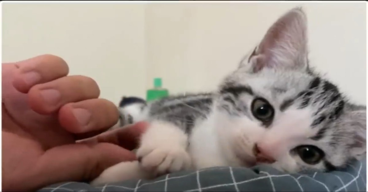 Adottare un gattino è un gesto meraviglioso che cambia la vita (VIDEO)