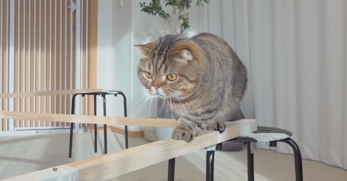 Alcuni gattini percorrono il ponte in legno realizzato in casa, dimostrano tutta la loro abilità in video