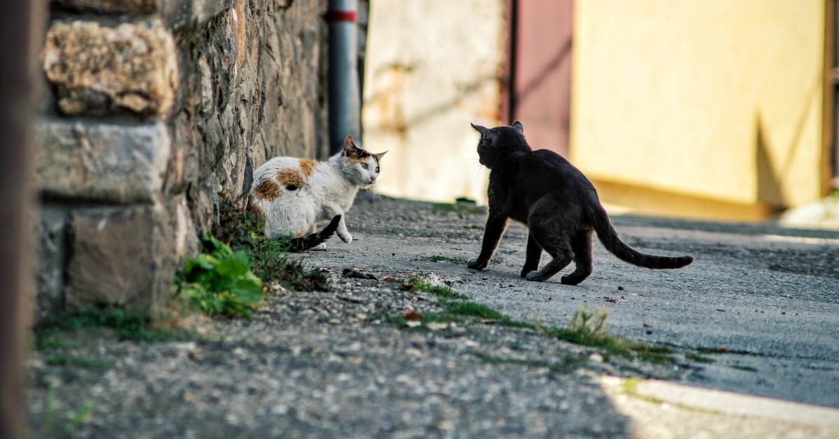 gattino che litiga con altri gattini