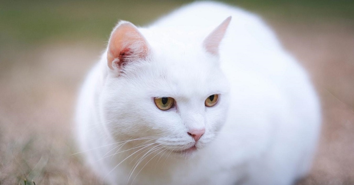 Angelito, il gattino disabile salvato dall’eutanasia grazie a delle persone speciali (VIDEO)