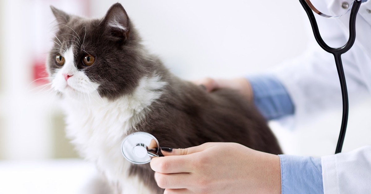 Aritmia nel gatto: cause, sintomi, conseguenze e diagnosi di questa malattia del Micio